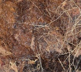 coeur de palmier infesté par le charançon, produits de fermentation - cliquez pour agrandir