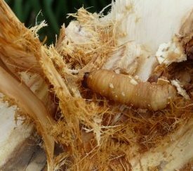 Larve - cliquez pour agrandir