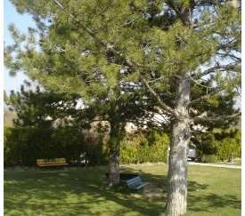Espaces verts - cliquez pour agrandir