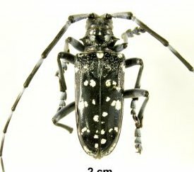 Capricornes asiatiques : A. chinensis adulte (Photo Forestry I.) - cliquez pour agrandir