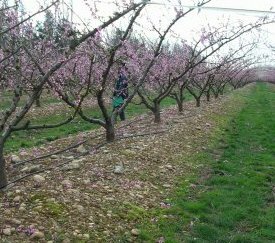 10.Prospection sur fleurs. - cliquez pour agrandir