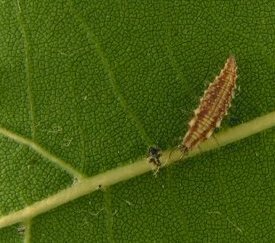 chrysope (prédateur) - photo E Chapin - cliquez pour agrandir