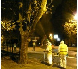 applications contre le tigre du platane dans le cadre expérimental - cliquez pour agrandir