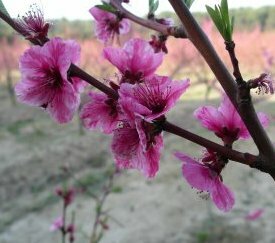 Symptômes sur fleurs de pêcher - cliquez pour agrandir