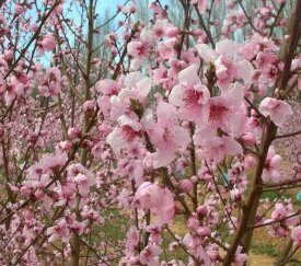 Fleurs de pêcher - cliquez pour agrandir