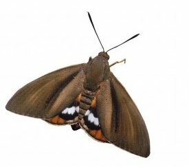 Papillon palmivore adulte - photo Eric Chapin - cliquez pour agrandir