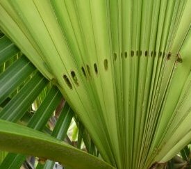 perforation de palmes sur Trachycarpus - cliquez pour agrandir
