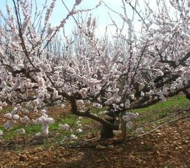 Abricotier en fleurs - cliquez pour agrandir