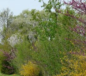 Haie diversifiée - cliquez pour agrandir