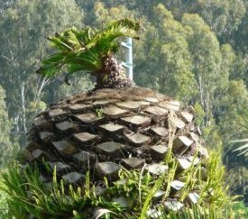 palmier qui repart après assainissement - cliquez pour agrandir