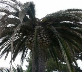 Palmier contaminé - cliquez pour agrandir