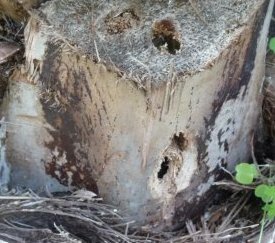 perforation dans rachis sur Phoenix - cliquez pour agrandir
