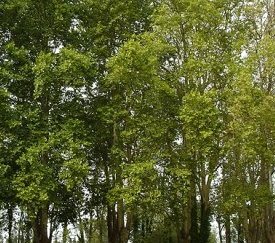 le feuillage se réduit et jaunit - cliquez pour agrandir