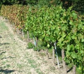 Essai Vigne Mildiou - cliquez pour agrandir