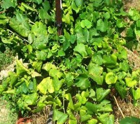 - cliquez pour agrandir