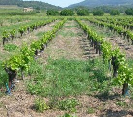 Essai Vigne Désherbage - cliquez pour agrandir