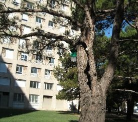 Le piégeage d'été : piège à papillons - cliquez pour agrandir