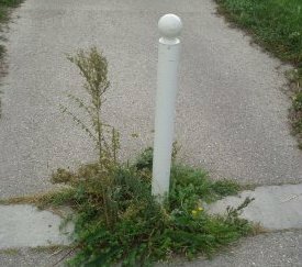 Végétation spontanée - cliquez pour agrandir