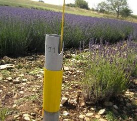 Piège pour Hyalesthes obsoletus - cliquez pour agrandir
