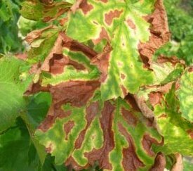 Symptôme d'Esca sur Feuilles - cliquez pour agrandir