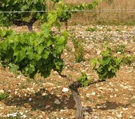 Symptômes d'Eutypiose - cliquez pour agrandir