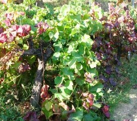 40. - cliquez pour agrandir