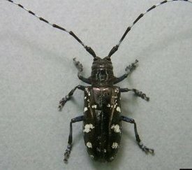 Capricornes asiatiques : A. glabripennis adulte (Photo Forestry I.) - cliquez pour agrandir