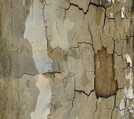 l'écorce se fendille et reste adhérente - cliquez pour agrandir