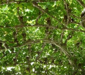 platane - cliquez pour agrandir