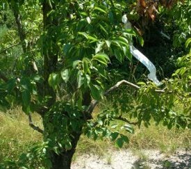 60.Identifiaction de l'arbre et du symptôme - cliquez pour agrandir