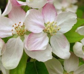 Fleurs de pommier - cliquez pour agrandir
