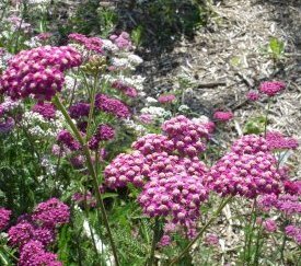 Plante couvre- sol : Achillée millefeuille - cliquez pour agrandir