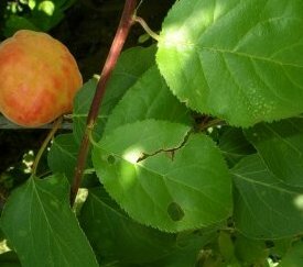 Symptôme sur fruit d'abricotier - cliquez pour agrandir