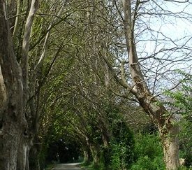 platanes morts du Chancre Coloré - cliquez pour agrandir