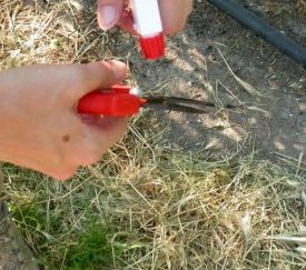 Désinfection sécateur - cliquez pour agrandir