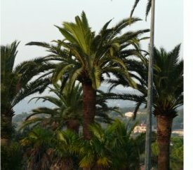 palmier après assainissement - cliquez pour agrandir