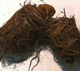 Chrysalide dans son cocon - cliquez pour agrandir