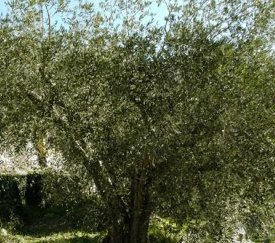 Arbre - cliquez pour agrandir