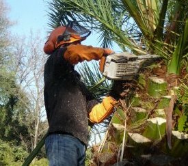 début de la taille d'assainissement - cliquez pour agrandir