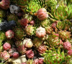 Plante couvre-sol - cliquez pour agrandir