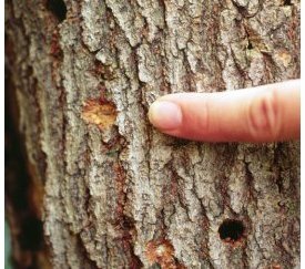 Capricornes asiatiques : Symptôme, trou de galerie (Photo Forestry I.) - cliquez pour agrandir