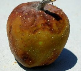 Excudats sur pommes - cliquez pour agrandir