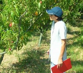 30.Prospection sur feuilles - cliquez pour agrandir