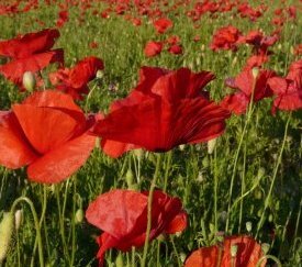 Prairie fleurie - coquelicot - cliquez pour agrandir