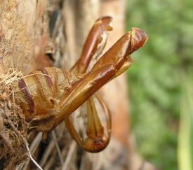 exuvie de chrysalide - photo Eric Chapin - cliquez pour agrandir