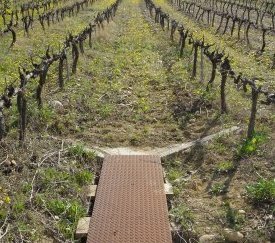 Parcelle expérimentale - modalité Enherbement Naturel Maîtrisé - cliquez pour agrandir
