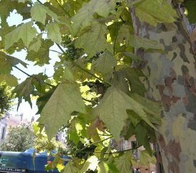 Dépigmentation du feuillage - photo E Chapin - cliquez pour agrandir