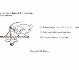 20.Mécanisme de transmission - cliquez pour agrandir