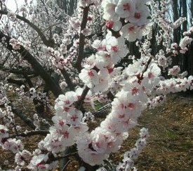 Fleurs d'abricotier - cliquez pour agrandir