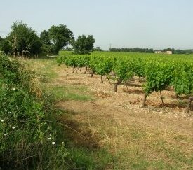 parcelle de suivi - cliquez pour agrandir